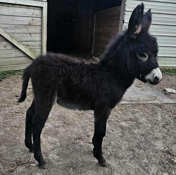 black-with-lp-horse
