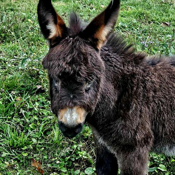 christmas-donkey