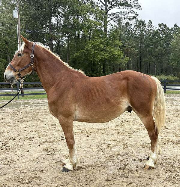 sorrel-belgian-gelding