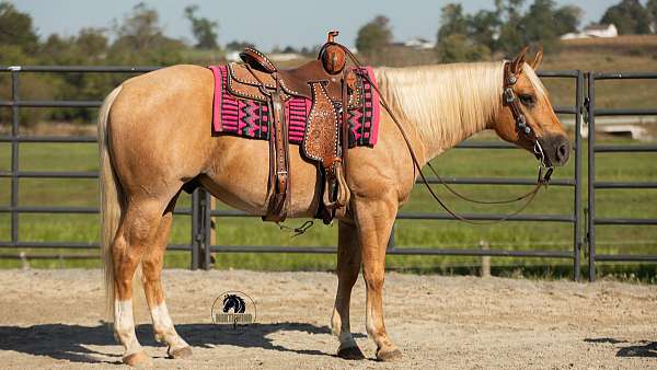 all-around-quarter-horse