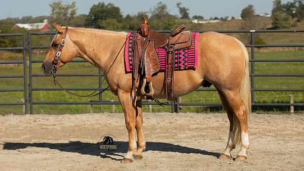 field-trial-quarter-horse