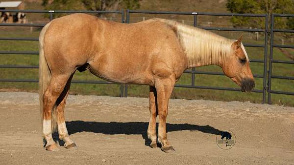 kid-safe-quarter-horse
