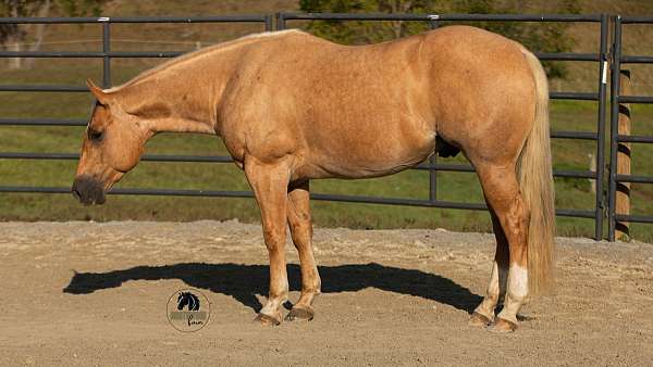 ranch-quarter-horse