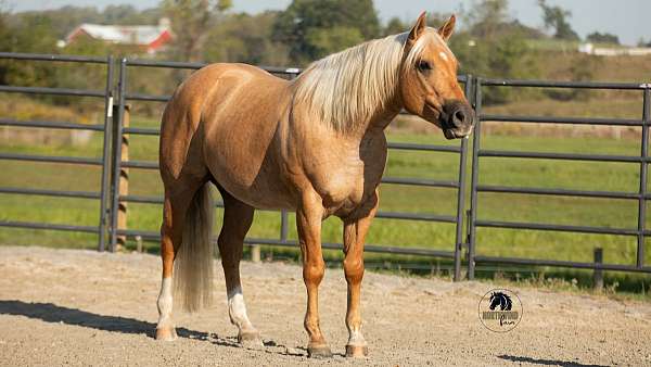 ranch-versatility-quarter-horse
