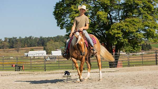 ranch-work-quarter-horse