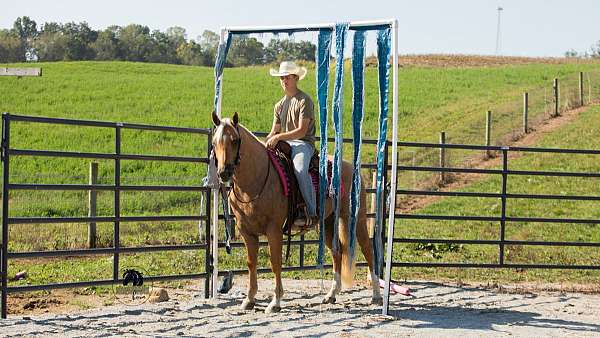 ridden-western-quarter-horse