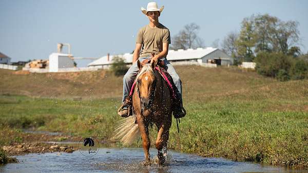 trail-class-competition-quarter-horse