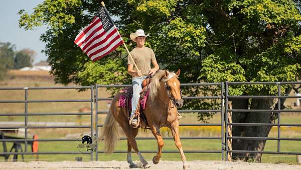 trail-quarter-horse