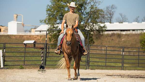 trail-riding-quarter-horse