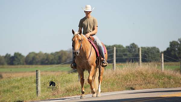palomino-all-around-horse