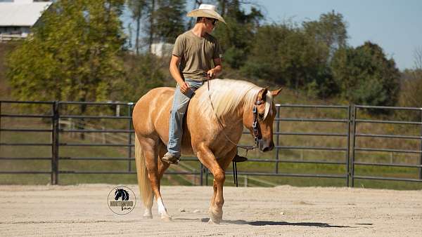palomino-field-trial-horse