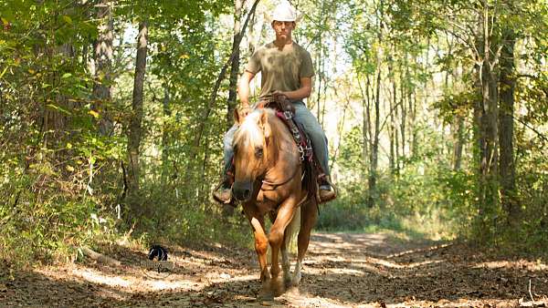 palomino-kid-safe-horse