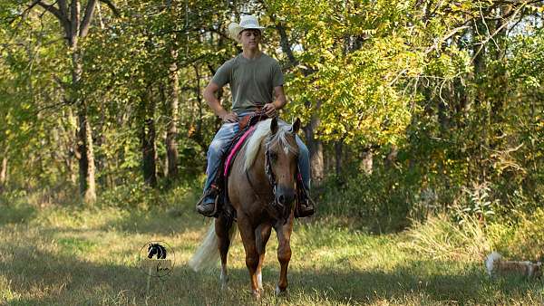 palomino-quarter-horse-gelding