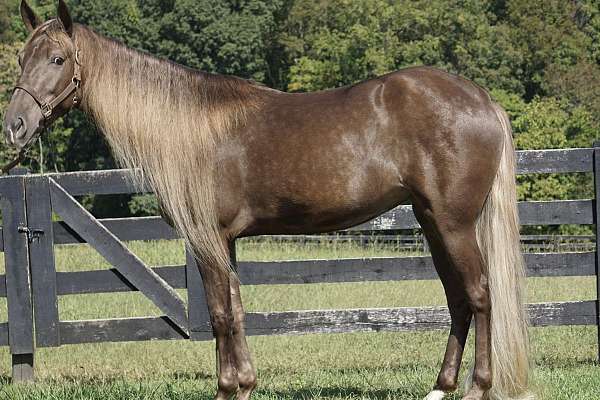 western-ridin-rocky-mountain-horse