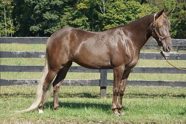 chocolate-western-ridin-horse