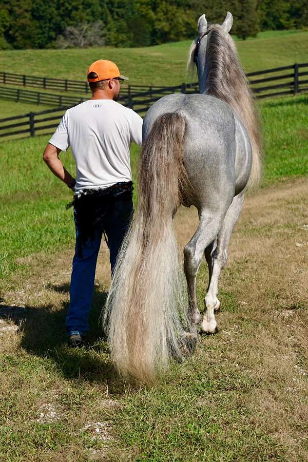 wester-stallion