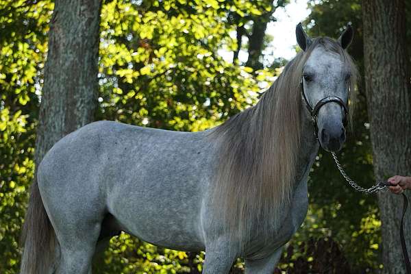 all-around-rocky-mountain-horse