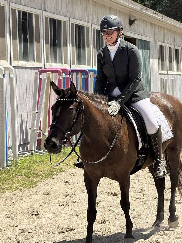 blanket-andalusian-horse