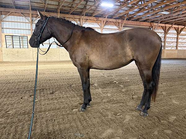 boys-andalusian-horse
