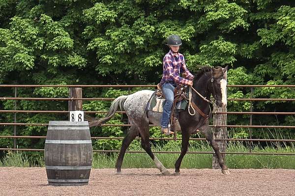 appaloosa-blanket-on-black-wblaze-socks-pony