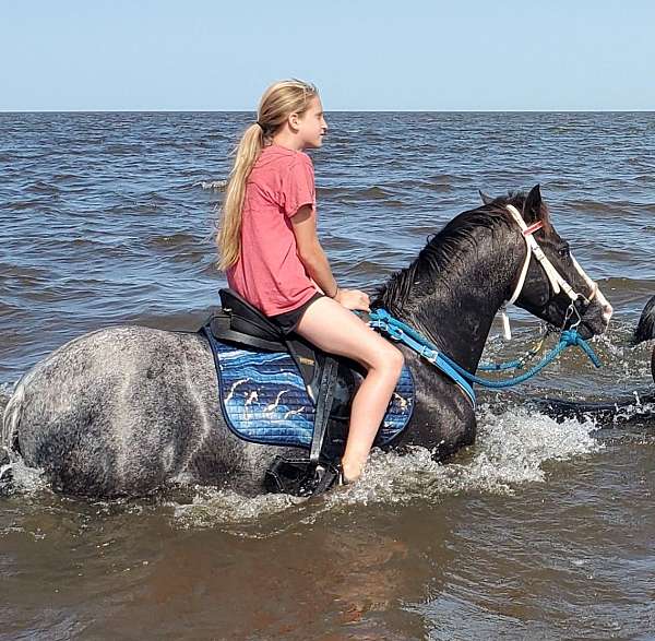 appaloosa-araappaloosa-pony