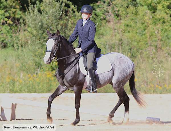 the-sunrise-ranch-araappaloosa-pony