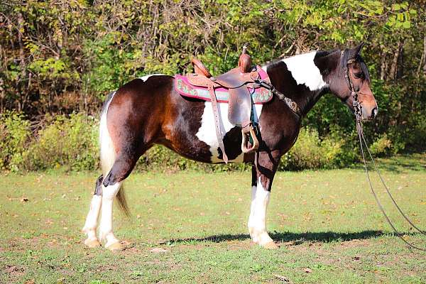 all-around-paint-horse