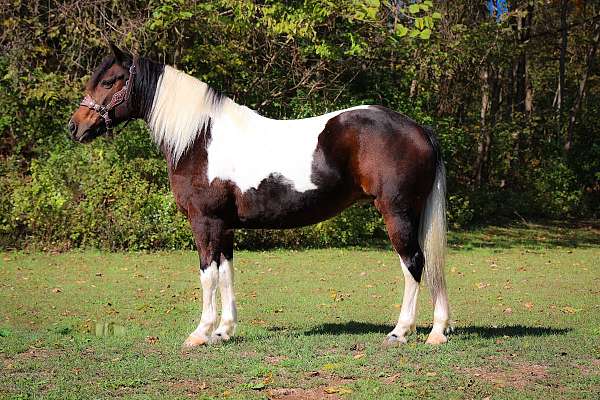 athletic-paint-horse
