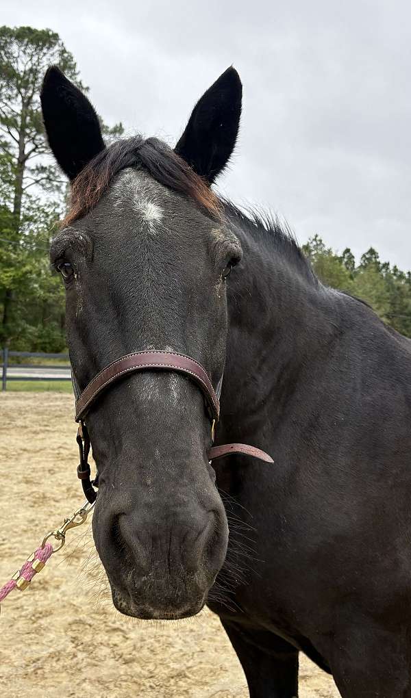 black-mare-for-sale