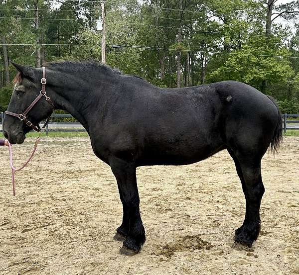 driving-harness-percheron-horse