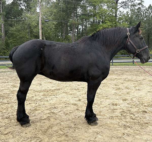 black-percheron-mare