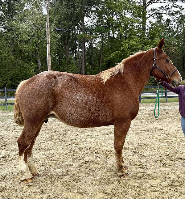 red-roan-belgian-mare