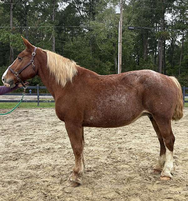 red-roan-roan-belgian-horse