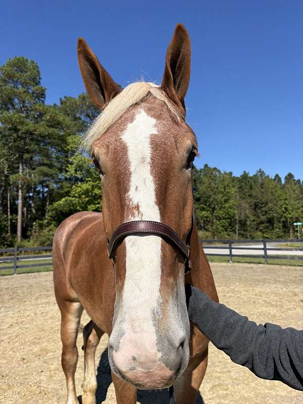 19-hand-belgian-gelding