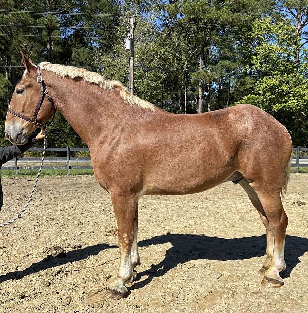 sorrel-gelding-for-sale