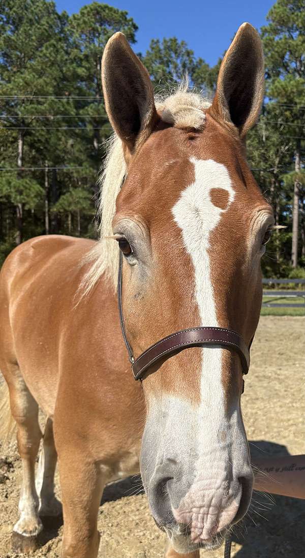 17-hand-belgian-gelding