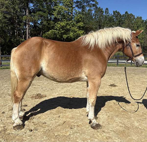sorrel-belgian-gelding