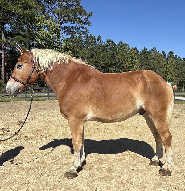 sorrel-gelding-for-sale