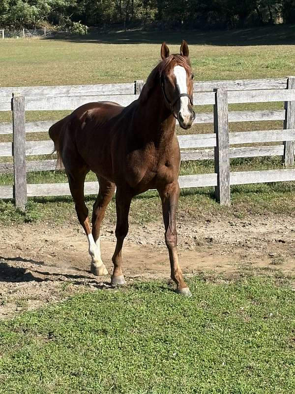 chestnut-white-socks-behind-horse