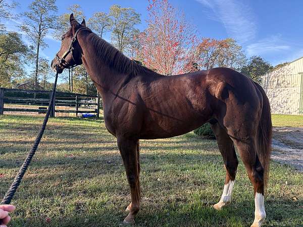 white-socks-behind-horse