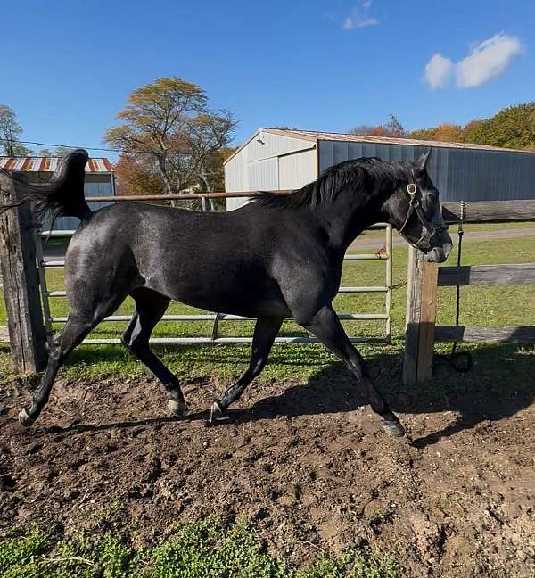 red-roan-thoroughbred