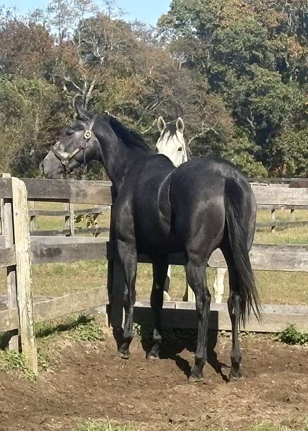 red-roan-thoroughbred-for-sale