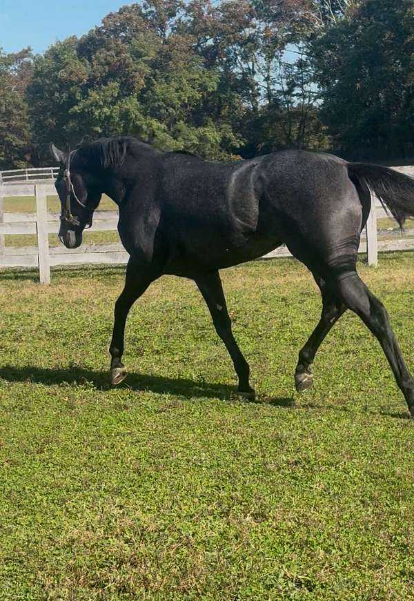 red-roan-thoroughbred-horse