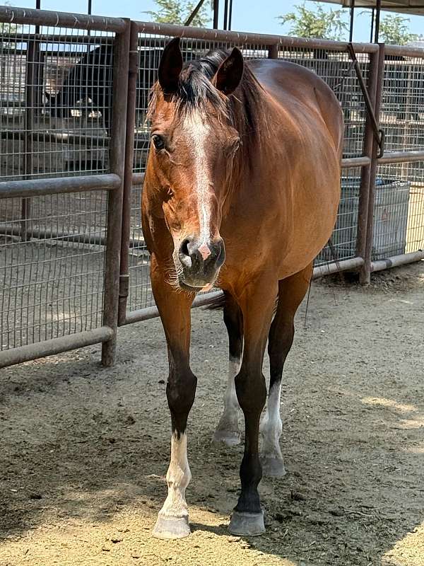 companion-thoroughbred-horse