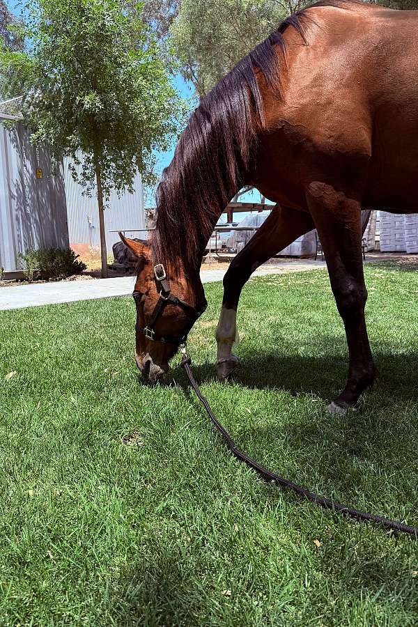 bay-companion-horse