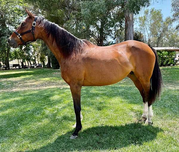 bay-thoroughbred-broodmare