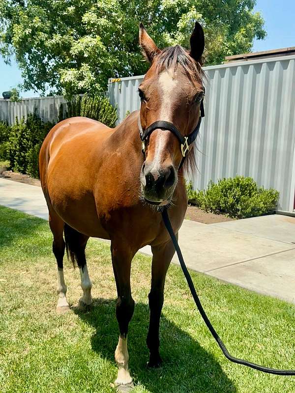 companion-broodmare