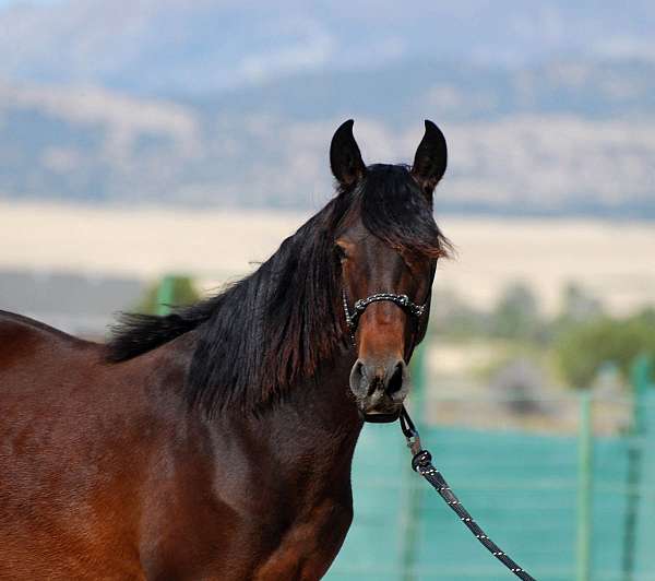 lusitano-filly-horse