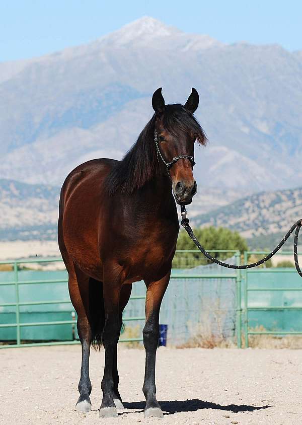 olympic-bloodlines-lusitano-horse