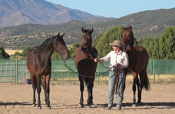 olympic-bloodlines-horse